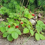 Apartamento Sloneczny Dom W Mragowie Z Duzym Ogrodem Mrągowo